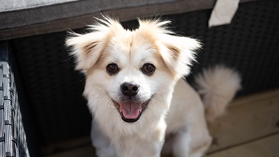 honden foto