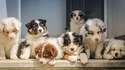 honden foto